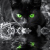 blackcat1985