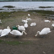 The Swans At Mistley