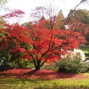 Sheffield Park