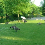 Canada Geese at Ray Mill Island, Maidenhead. Berkshire.