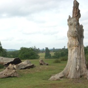 Knole Park in Sevenoaks, Kent