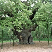 Sherwood Forest, Nottingham. Ancient tree with supports