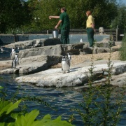 PENGUINS AT FEED TIME  - PICTURE TAKEN AT CHESTER ZOO, CHESHIRE