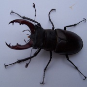 Stag Beetle, rescued in Chelsea and released.