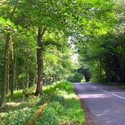 Shady lane near Holystone in Northumberland.