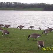 Pugneys Park (with Canadian Geese) near Wakefield, West Yorkshire.
