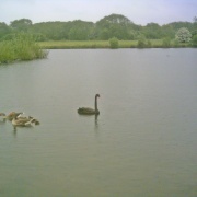 Black Swan on Borrowpit Lake, Tamworth