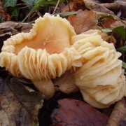 Fungi growing in the woods of Hoghton Tower, Hoghton, Lancashire.