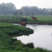 The water meadows with cattle.  Sudbury, Suffolk