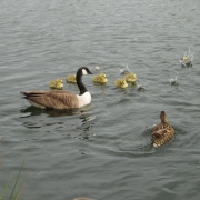 Photo of Watermead Country Park