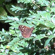 Speckled Wood Butterfly in the woods, Oxburgh Hall, Norfolk