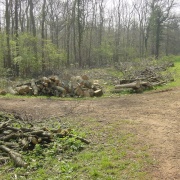 Maulden Woods