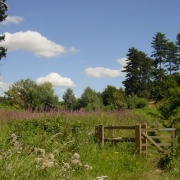 Maulden Woods