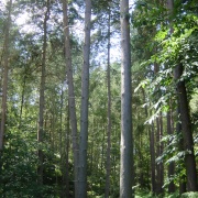 Maulden Woods, Bedfordshire