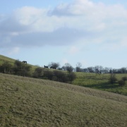 Barton hills