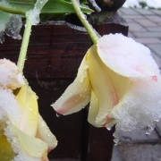 Snow in April, Barton Le Clay, Bedfordshire