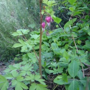 Bleeding heart