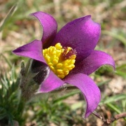 Pasque flower