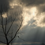 Bird in tree against sky, Waddesdon, Bucks