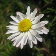 Daisy
