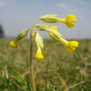 Cowslip on Sharpenhoe Clappers
