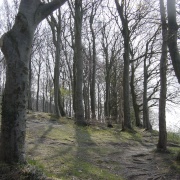 Sharpenhoe Clappers in April
