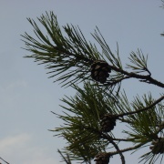 Pine cones