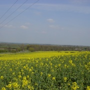 Rape field at base of Sharpenhoe Clappers