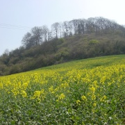 A field of rape seed at base of Sharpenhoe Clappers