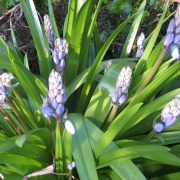 Bluebells