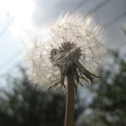 Dandelion