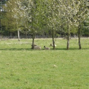 Spring lambs