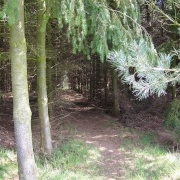 Maulden Woods