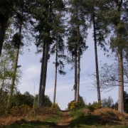 Maulden Woods