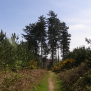 Maulden Woods