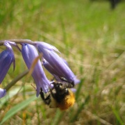 Bee on bluebell