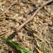 Ant