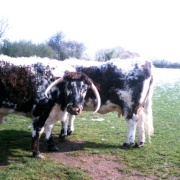 English Longhorn Cattle