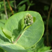 Honeysuckle buds about to flower