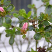 Azaelia in bud