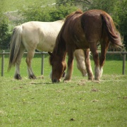 Horses in Maulden Woods