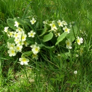 Wild primroses in Maulden Woods