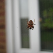 Insy winsy spider