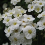 Springtime