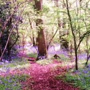 Bluebells