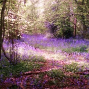 Bluebells