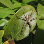 Incy wincy spider...