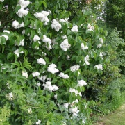 Lilac tree
