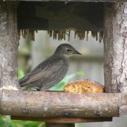 Starling eating his dinnner