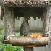 Starling eating his dinner